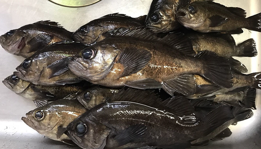 奈具海岸周辺のメバル うみたん 北近畿口コミ釣果情報