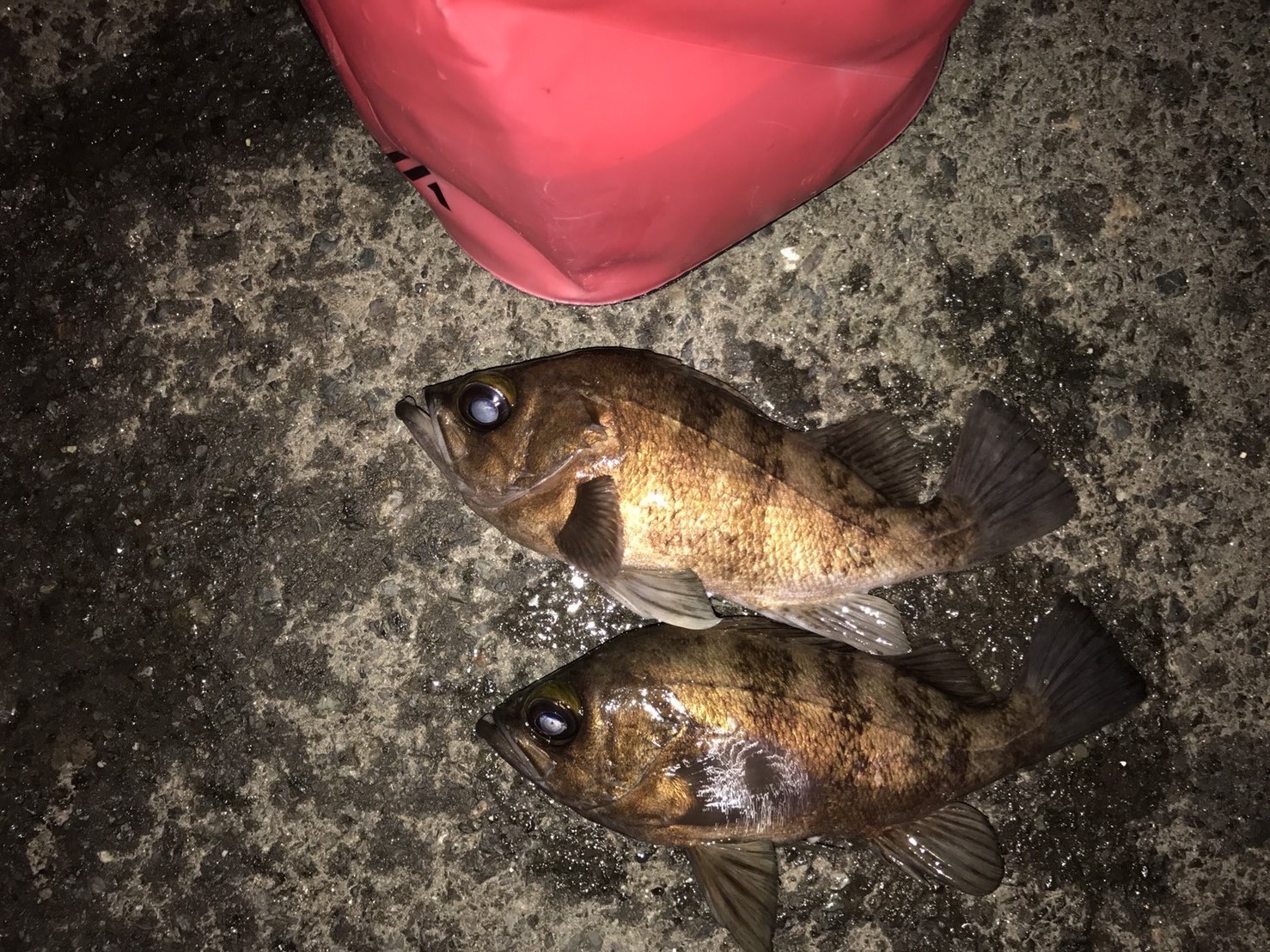 奈具海岸周辺のメバル うみたん 北近畿口コミ釣果情報